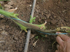 Une lésion noirâtre s'étend longitudinalement sur plusieurs centimètres d'une tige de ce pied de tomate. La tige est entièrement décomposée localement. <b><i>Pectobacterium carotovorum</i></b>