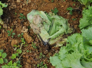 Salade totalement effondrée à la suite d'une attaque de  <b><i>Pectobacterium carotovorum</i> subsp. <i>carotovorum</i></b>. (pourriture bactérienne)