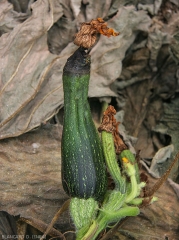 Une lésions humide, molle, et noirâtre est bien visible à l'extrémité de cette courgette qui a tendance à se ratatiner. <b><i>Pectobacterium carotovorum</i> subsp. <i>carotovorum </i></b> (pourriture bactérienne)