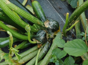 Pourriture complète de deux fruits de courgette. Notez la présence d'un mucus bactérien beigeâtre sur les fruits altérés. <b><i>Pectobacterium carotovorum</i> subsp. <i>carotovorum </i></b> (pourriture bactérienne)