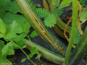 Le développement de <b><i>Pectobacterium carotovorum</i> subsp. <i>carotovorum</i></b> sur ce pétiole de courgette conduit à un effondrement des tissus ; une lésion ouverte, humide et orangée s'étend sur plusieurs centimètres. (pourriture bactérienne)