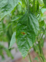 Rares lésions occasionnées par <b><i>Xanthomonas</i> sp.</b> sur feuille de piment. (gale bactérienne, bacterial spot) 