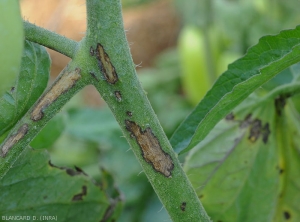 Larges plages brunâtres, longitudinales, occasionnées par <b><i>Xanthomonas</i> sp.</b> sur tige de tomate. (gale bactérienne, bacterial spot)