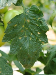 Les tissus foliaires altérés finissent par se décomposer et tomber, les folioles de tomate devenant partiellement criblées. (sous abri). <i><b>Stemphylium solani</b> </i>(stemphyliose)