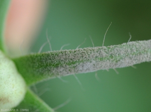 Detail de la sporulation brun olivâtre formée progressivement par <i><b>Passalora fulva</b></i> sur ce sépale de fruit de tomate.  (<i>Mycovellosiella fulva</i> ou <i>Fulvia fulva</i>) (cladosporiose, leaf mold).