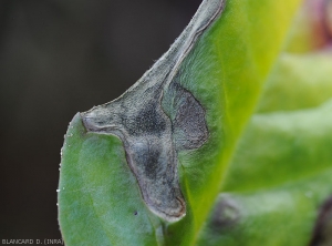 Quelques jeunes micro-sclérotes blancs se sont formés en bordure du limbe de cette feuille de baselle à proximité de la lésion.  <i>Rhizoctonia solani</i>  (Rhizoctone foliaire - web-blight)