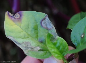 Lésions de taille plus limitée sur feuille de baselle. Situées à la périphérie du limbe, nécrotiques, certaines présentant un halo violacé.  <i>Rhizoctonia solani</i>  (Rhizoctone foliaire - web-blight)