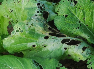 Des lésions plutôt étendues sont visibles sur cette feuille de chou dont les tissus tendres ont pourri. Elles sont d'abord humides, puis livides, et prennent du teinte gris verte en se nécrosant. Localement, le limbe décomposé est tombé conférant à celui-ci un aspect partiellement criblé. (<i>Rhizoctinia solani</i>)