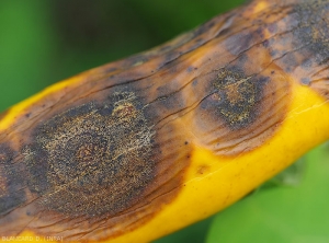 Détail de minuscules structures produites par un <i>Colletotrichum</i> sp. bien évoluées sur des lésions sur fruits. (anthracnose)