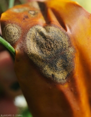 Détail de lésions d'anthracnose sur fruit de poivron, de nombreux amas muqueux les recouvrent. <i>Colletotrichum</i> sp. 