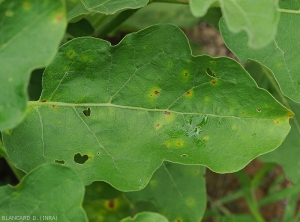 Jeunes lésions d'anthracnose sur feuille d'aubergine ; elles sont nécrotiques en leur centre et chlorotiques en périphérie.  <i>Colletotrichum</i> sp. 