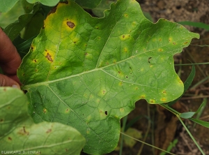 Des petites lésions, des taches nécrotiques brunâtres sont dispersées sur cette feuille d'aubergine. Elles présentent toutes un halo jaune plus ou moins marqué.  <i>Colletotrichum</i> sp. (anthracnose)