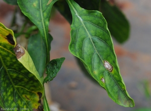 Quelques taches sont de forme irrégulière, de teinte grisâtre avec un liseré brun sombre. <i>Colletotrichum</i> sp. (anthracnose)