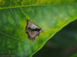 Détail d'une lésion évoluée sur feuille de piment (face supérieure). Notez la dégradation des tissus centraux qui finissent par se fendre.  <i>Colletotrichum</i> sp. (anthracnose)