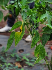 Plusieurs feuilles de ce pied de piment présentent des taches nécrotiques sur certaines feuilles. <i>Colletotrichum</i> sp. (anthracnose)