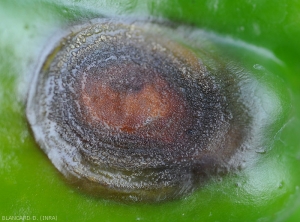 De nombreuses acervules plus ou moins réparties de façon concentrique tapissent cette lésion circulaire sur fruit de piment vert. <i>Colletotrichum</i> sp. (anthracnose)
