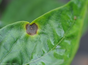 Détail d'une jeune lésion sur feuille de piment (face supérieure). <i>Colletotrichum</i> sp. (anthracnose)