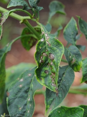 Cette feuille de piment est couverte de lésions nécrotiques irrégulières, plus ou moins étendues, de teinte gris brun. <i>Colletotrichum</i> sp. (anthracnose)