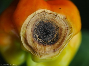 Détail des stromas et acervules formés par un <i>Colletotrichum</i> sp.  sur une tache sur fruit de piment. (anthracnose)