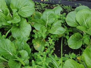 Plusieurs choux montrent plus ou moins de taches sur leurs plus vieilles feuilles. <i>Alternaria brassicicola</i> (alternariose)