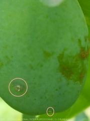 Piqûre en spirale (à gauche) et très jeune larve de petite tordeuse (en bas) sur prune d'Ente. (<i>Cydia lobarzewskii</i>)