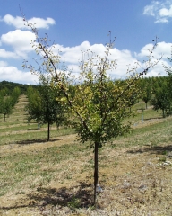 Galle du collet, symptômes sur jeune arbre