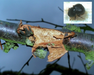 Scolytes