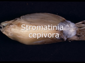 Stromatinia2