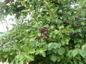 prune-dente