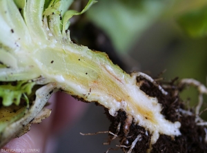 Une coupe longitudinale d'une salade affectée permet de constater des brunissements internes. <b><i>Fusarium oxysporum</i> f. sp. <i>lactucae</i></b> ("fusarium wilt")