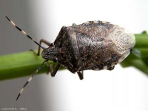 <em>Rhaphigaster nebulosa</em> punaise pouvant endommager les fruits par ses piqûres nutritiales.