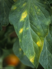 Quelque taches jaune vif, parfois angulaires, parsèment cette foliole de tomate. <b><i>Leveillula taurica</i></b> (oïdium interne, powdery mildew)