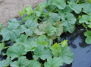 Des taches graisseuses brunes à noires parsèment le limbe de plusieurs feuilles de melon.  <b><i>Pseudoperonospora cubensis</i></b> (mildiou)