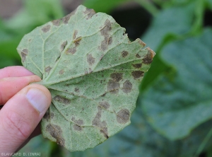 A la face inférieure du limbe les taches ont une teinte plus livide. <b><i>Pseudoperonospora cubensis</i></b> (mildiou)