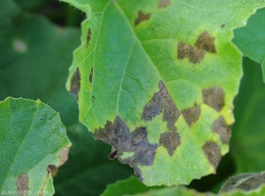 Détail de taches nécrotiques, noirâtres  et angulaires sur feuille de melon. Un halo chlorotique les entoure. (<i>Pseudoperonospora cubensis</i>) (mildiou)