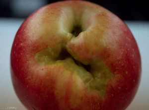 Dégâts sur fruit causé par <i>Archips rosana</i> (photo CTILF)