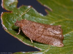 Adulte femelle de <i>Archips rosana</i> (photo de R. Coutin, INRA)