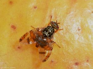 Adulte de <i>Ceratitis capitata</i> (photo R. Coutin, INRA)