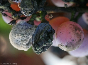 Baies  botrytisée à gauche, affectée par un  <b><i>Cladosporium</i></b> sp. au centre droite, et souillée par ce dernier à droite.