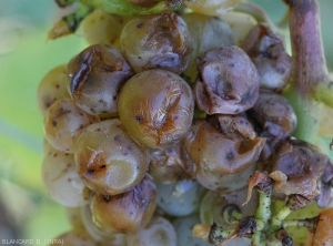 Symptômes débutant sur baies de raisin de cépage blanc. Une pourriture humide gagne les baies, les tissus s'effondrent, des écoulements se produisent. <b>Pourriture acide</b>. 