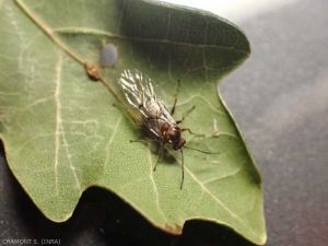 Adulte asexué sorti de la galle en octobre. <em>Cynips longiventris</em>, <b>Cynips des galles striées des feuilles de chêne</b> (striped pea gall)