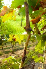 Autres aspects de symptômes plus ou moins évolués de rot blanc sur rameau au vignoble (lésion classique sur rameau située en haut, lésion chancreuse en bas).  <i><b> Pilidiella diplodiella </b></i> (white rot)