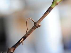 Ce jeune rameau de vigne est altéré sur une longueur importante.  <i><b> Pilidiella diplodiella </b></i> (rot blanc - white rot)