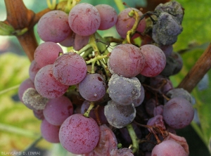 Plusieurs baies de raisin sont plus ou moins couvertes par la moisissure grise produite par  <b><i>Botrytis cinerea </i></b>.