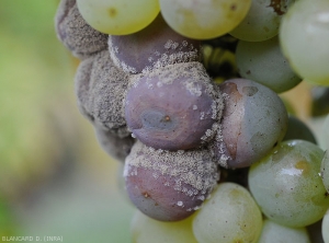 <i><b>Botrytis cinerea</b></i> se transmet aisément par contact de baie malade à baie saine comme on peut le constater sur ces baies de raisin. 