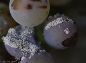 Sur la baie de droite,   <i><b>Botrytis cinerea</b></i> sporule abondamment sur les tissus mis à l'air au niveau d'une fissure de la pellicule. 