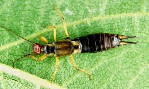 Pommier_Forficula-femelle_CTIFL
