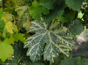 Jaunissement débutant des nervures sur feuille de vigne. <i>Grapevine fan leaf virus</i> (GFLV) (<b>court noué</b>)