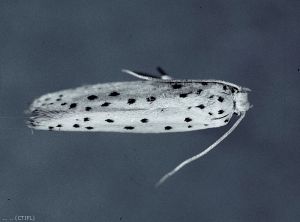 Adulte d'<i>Yponomeuta malinelus</i> (photo du Centre Technique Interprofessionnel des Fruits et Légumes, CTIFL)