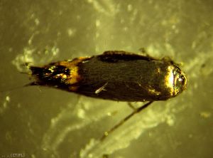 Adulte de <i>Leucoptera scitella</i>, mineuse cerclée (photo du Centre Technique Interprofessionnel des Fruits et Légumes, CTIFL)